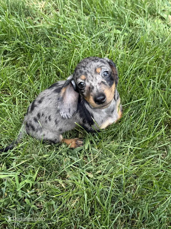 Winnie – Miniature Dachshund puppy for sale in Lowell, MA