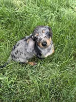 Winnie, a male Miniature Dachshund for sale in Lowell, MA – 8 of 9