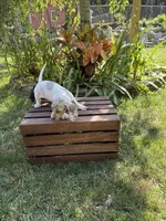 Gina , a female Miniature Dachshund for sale in Lowell, MA – 3 of 6