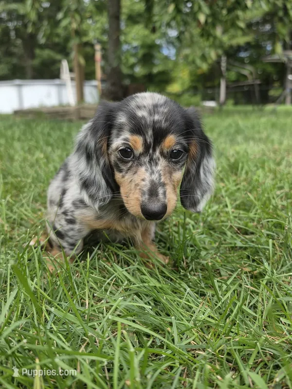Theo – Miniature Dachshund puppy for sale in Lowell, MA
