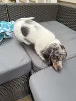 JASPER, a male Miniature Dachshund for sale in Lowell, MA – 4 of 5