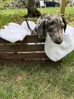 Oreo, a female Miniature Dachshund for sale in Lowell, MA – 4 of 10