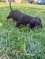 Giselle, a female Miniature Dachshund for sale in Lowell, MA – 1 of 8