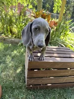 Diliaha, a female Miniature Dachshund for sale in Lowell, MA – 3 of 6