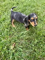 Macchiato , a female Miniature Dachshund for sale in Lowell, MA – 10 of 10