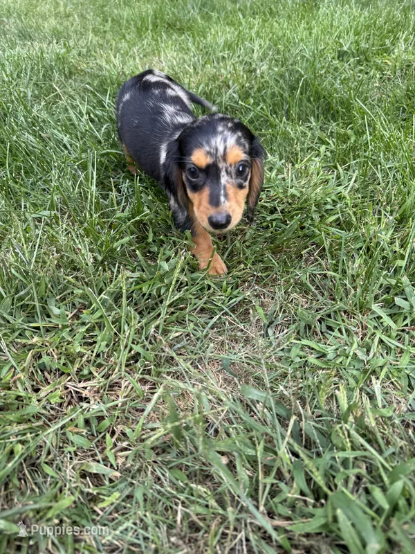 Macchiato  – Miniature Dachshund puppy for sale in Lowell, MA