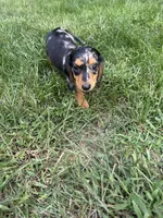 Macchiato , a female Miniature Dachshund for sale in Lowell, MA – 1 of 10