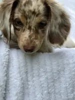 Teddy, a male Miniature Dachshund for sale in Lowell, MA – 3 of 10