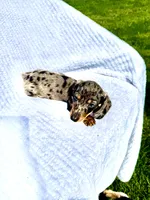 Winnie, a male Miniature Dachshund for sale in Lowell, MA – 2 of 9