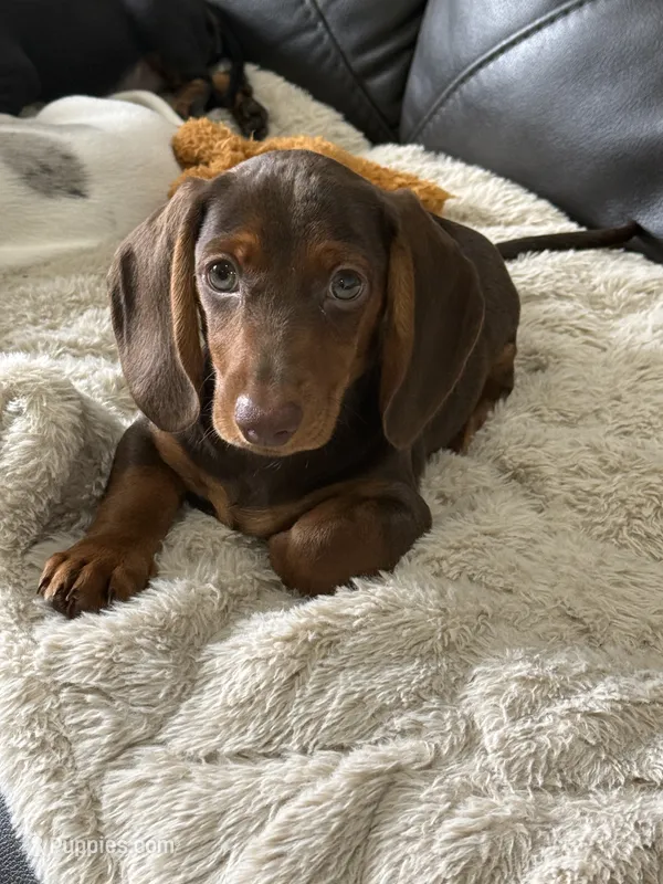 Samy  – Miniature Dachshund puppy for sale in Lowell, MA