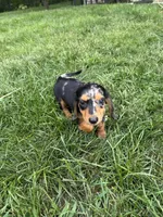 Macchiato , a female Miniature Dachshund for sale in Lowell, MA – 4 of 10