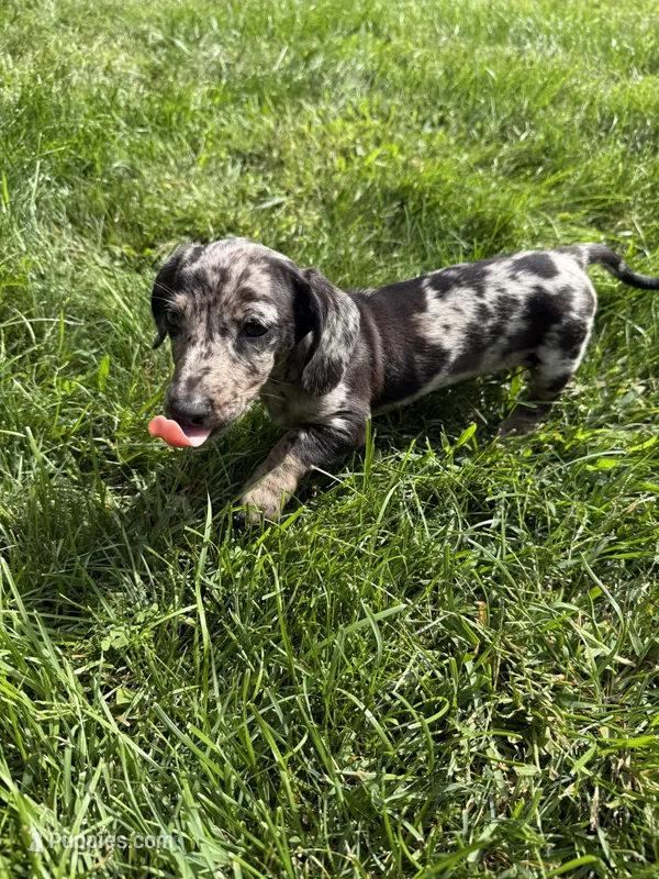 Oreo – Miniature Dachshund puppy for sale in Lowell, MA