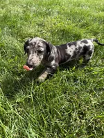 Oreo, a female Miniature Dachshund for sale in Lowell, MA – 5 of 10