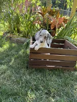 Gina , a female Miniature Dachshund for sale in Lowell, MA – 2 of 6