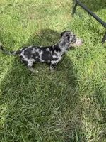 Oreo, a female Miniature Dachshund for sale in Lowell, MA – 8 of 10
