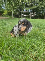Theo, a male Miniature Dachshund for sale in Lowell, MA – 5 of 5