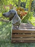 Diliaha, a female Miniature Dachshund for sale in Lowell, MA – 2 of 6