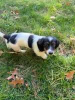 BART, a male Miniature Dachshund for sale in Lowell, MA – 2 of 4