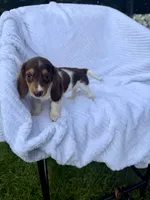 Mocha, a female Miniature Dachshund for sale in Lowell, MA – 5 of 10