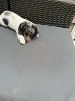 JASPER, a male Miniature Dachshund for sale in Lowell, MA – 5 of 5