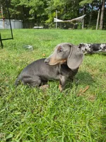 Danny, a male Miniature Dachshund for sale in Lowell, MA – 5 of 7