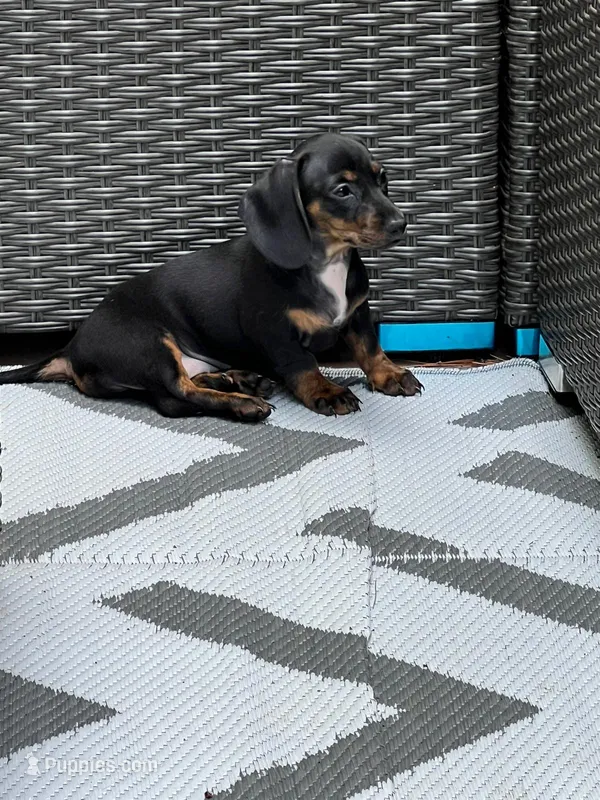 Giselle – Miniature Dachshund puppy for sale in Lowell, MA
