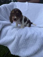 Mocha, a female Miniature Dachshund for sale in Lowell, MA – 8 of 10