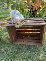 Gina , a female Miniature Dachshund for sale in Lowell, MA – 4 of 6