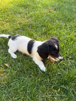 BART, a male Miniature Dachshund for sale in Lowell, MA – 4 of 4