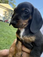 Giselle, a female Miniature Dachshund for sale in Lowell, MA – 8 of 8