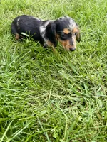 Macchiato , a female Miniature Dachshund for sale in Lowell, MA – 5 of 10