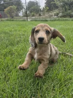Charlie, a male Miniature Dachshund for sale in Lowell, MA – 2 of 9