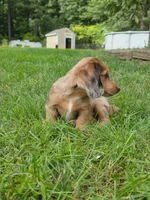 Charlie, a male Miniature Dachshund for sale in Lowell, MA – 9 of 9