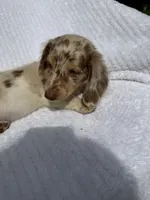 Teddy, a male Miniature Dachshund for sale in Lowell, MA – 7 of 10