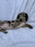 Oreo, a female Miniature Dachshund for sale in Lowell, MA – 10 of 10