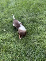 Mocha, a female Miniature Dachshund for sale in Lowell, MA – 9 of 10