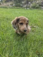 Charlie, a male Miniature Dachshund for sale in Lowell, MA – 7 of 9