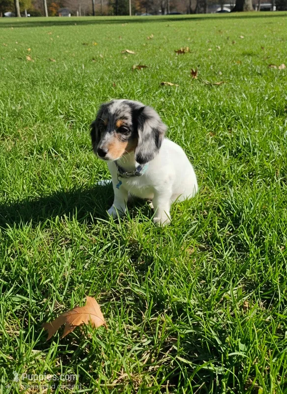 JASPER – Miniature Dachshund puppy for sale in Lowell, MA