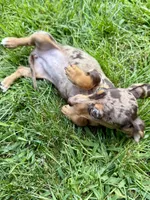 Diva, a female Miniature Dachshund for sale in Lowell, MA – 9 of 10