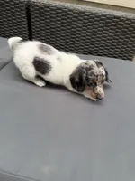JASPER, a male Miniature Dachshund for sale in Lowell, MA – 2 of 5
