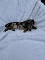 Oreo, a female Miniature Dachshund for sale in Lowell, MA – 6 of 10