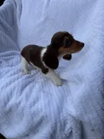 Mocha, a female Miniature Dachshund for sale in Lowell, MA – 6 of 10