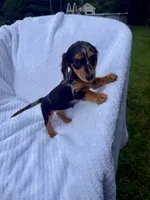 Macchiato , a female Miniature Dachshund for sale in Lowell, MA – 7 of 10