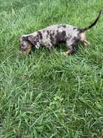 Diva, a female Miniature Dachshund for sale in Lowell, MA – 10 of 10