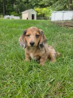 Charlie, a male Miniature Dachshund for sale in Lowell, MA – 3 of 9