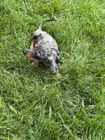 Winnie, a male Miniature Dachshund for sale in Lowell, MA – 3 of 9