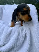 Macchiato , a female Miniature Dachshund for sale in Lowell, MA – 2 of 10