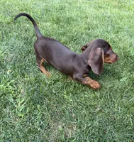 Samy , a male Miniature Dachshund for sale in Lowell, MA – 5 of 6