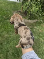 Charlie, a male Miniature Dachshund for sale in Lowell, MA – 5 of 9