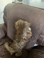 Milo, a male Shih Tzu for sale in Fort Worth, TX – 3 of 4